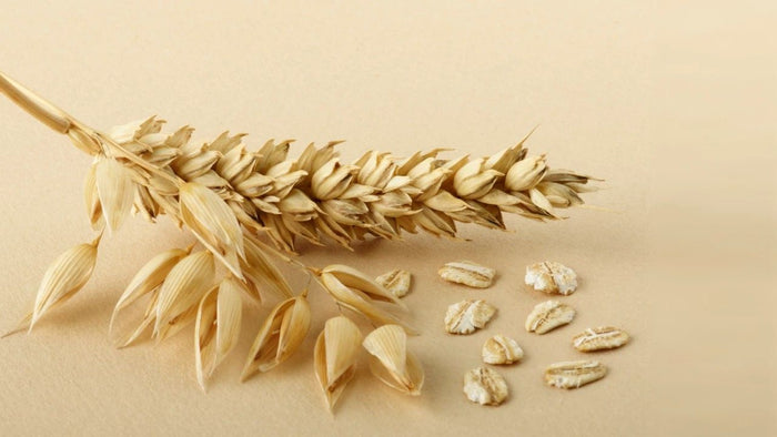 Extrato de Cevada (Malt)