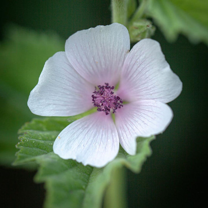 Extrato de Rosa-de-Gueldres (Althaea)