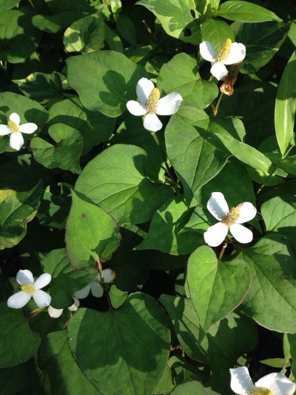 Extrato de Houttuynia Cordata