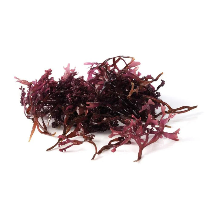 Extrato de Chondrus Crispus