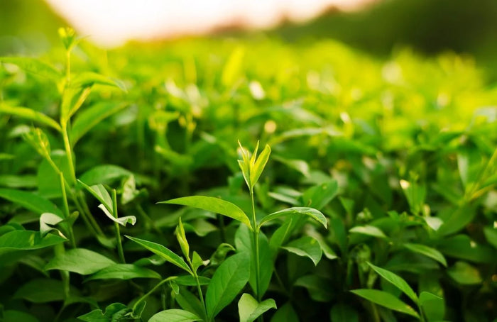 Extrato de Camellia Sinensis