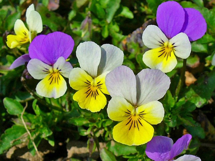 Extrato de Viola Tricolor
