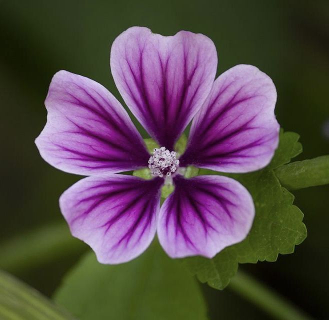 Extrato de Flor de Malva-Rosa