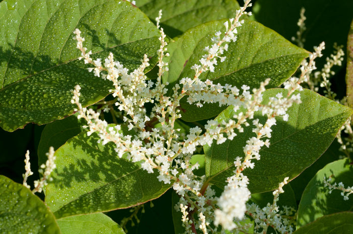 Extrato de Raiz de Polygonum Cuspidatum